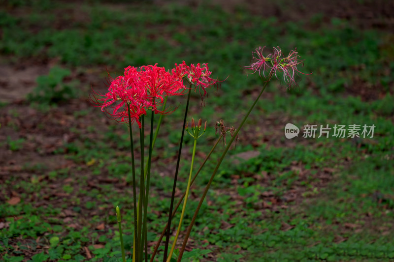 草丛中，盛开的彼岸花特写