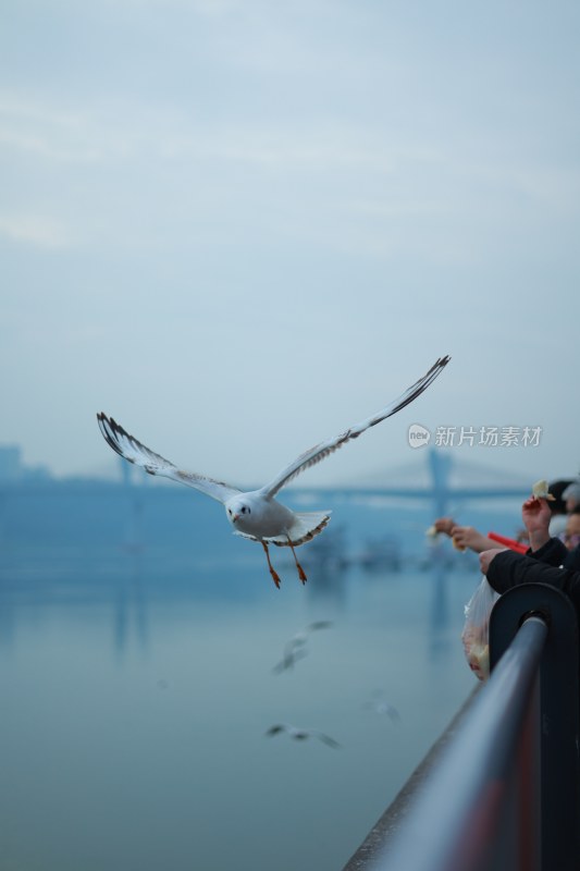 飞翔的海鸥场景