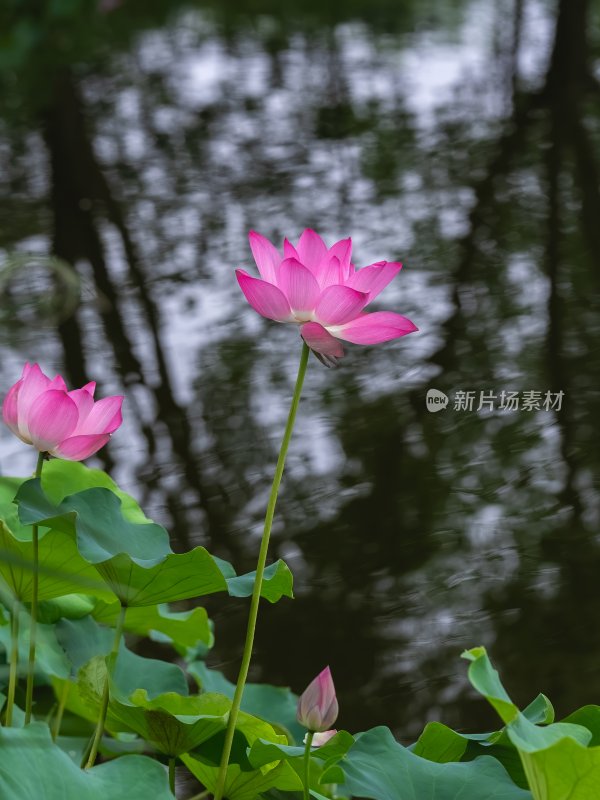 夏季荷塘莲花盛开