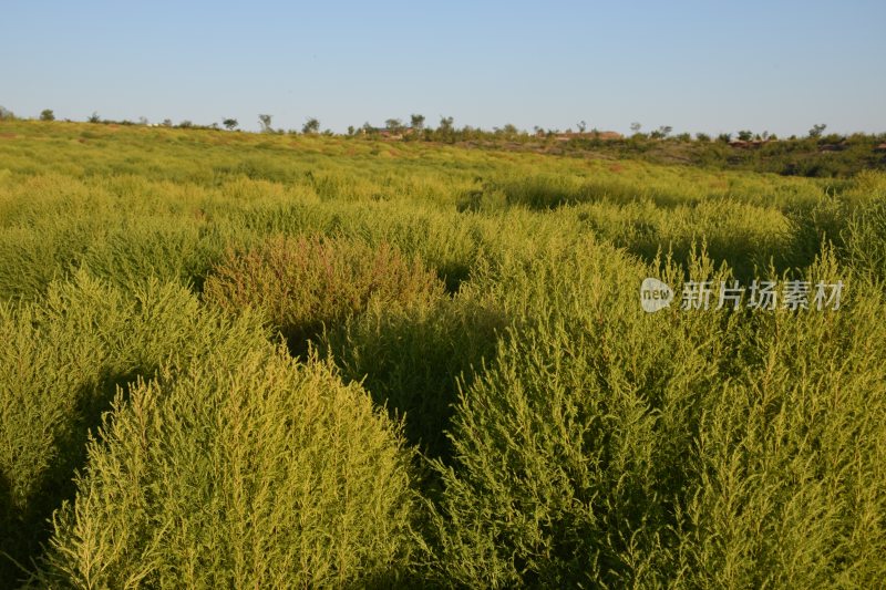 奇异  植物  天山  新疆  花海  景观