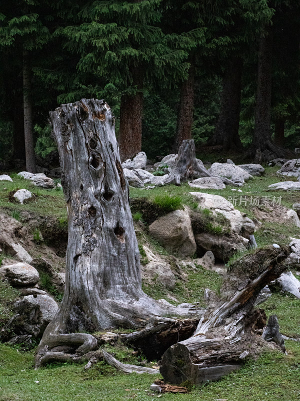新疆伊犁森林里，枯萎的树干树桩