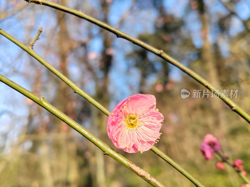 枝头绽放的粉色梅花特写