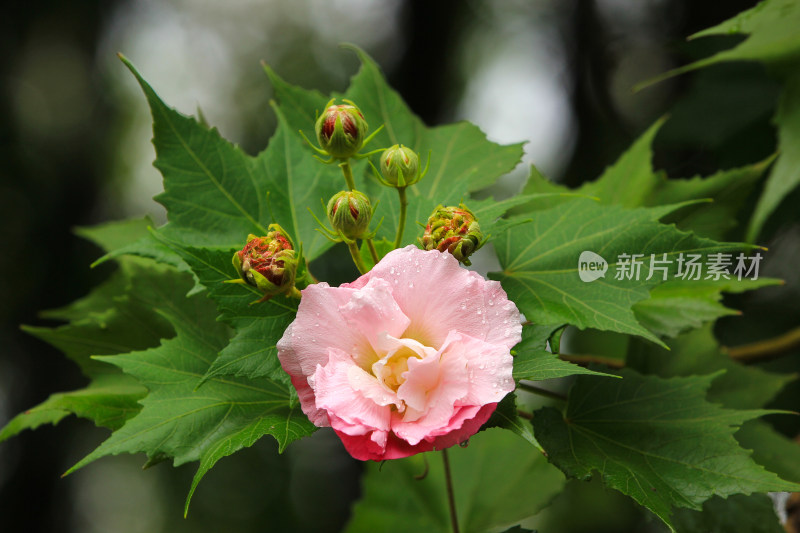 秋天盛开的成都市花芙蓉花