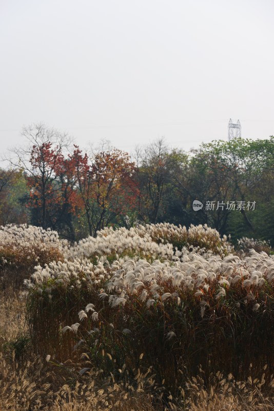 杭州良渚古城遗址公园的芦苇荡