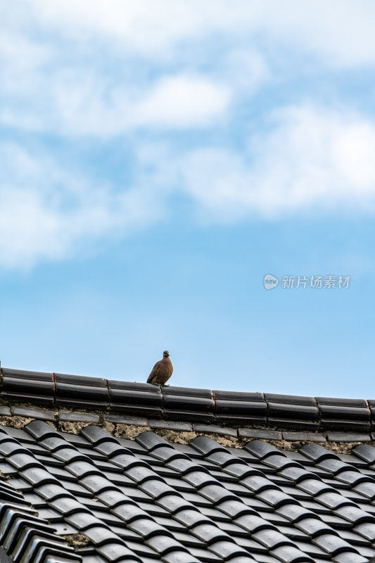 浙江绍兴会稽山大香林兜率天景点景观