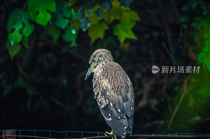 鸟栖息在栏杆上的特写镜头