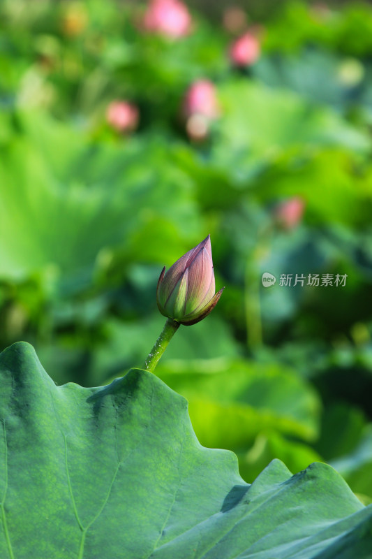 夏日成都温江区鲁家滩荷花盛开