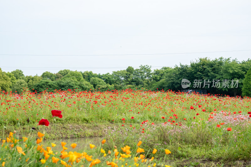 上海花开海上生态园虞美人盛开