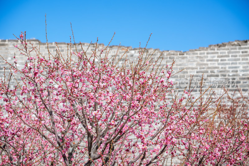 春天北京市内桃花盛开明城墙遗址公园