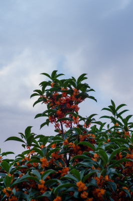 一大丛桂花树