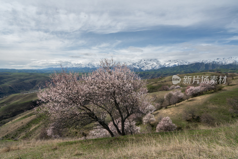 雪山下草地中盛开的杏花树