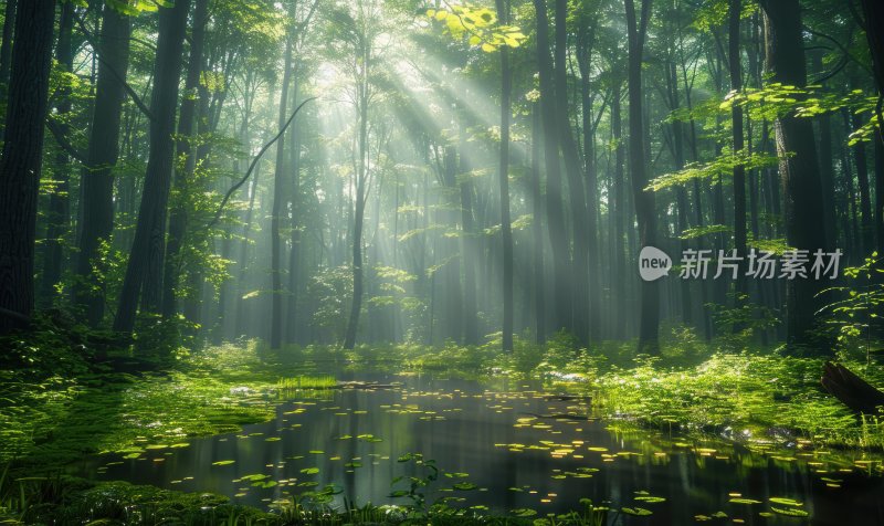 森林晨曦阳光树木自然风光树林背景