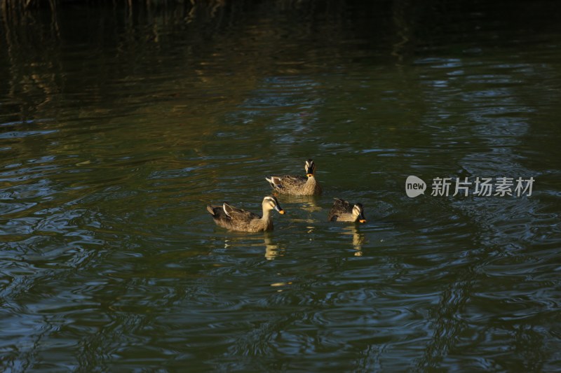 水中游动的鸭子