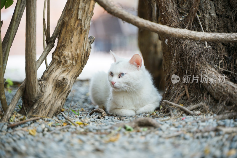 白色的猫躺在街道边休息