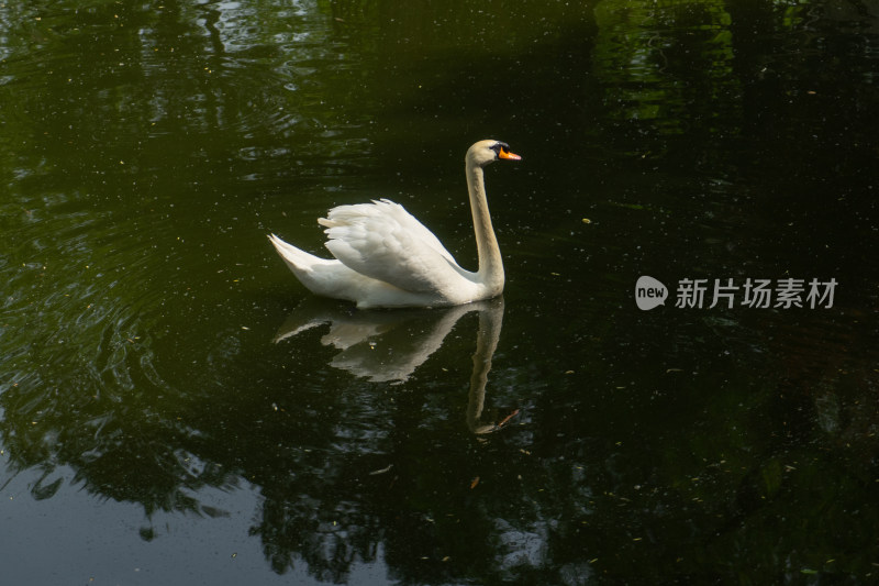 水面上的白天鹅