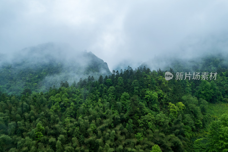 云雾缭绕的山林俯瞰景象