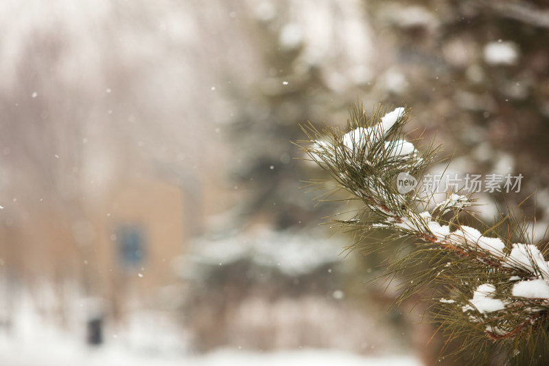 雪后的环境树枝上的积雪