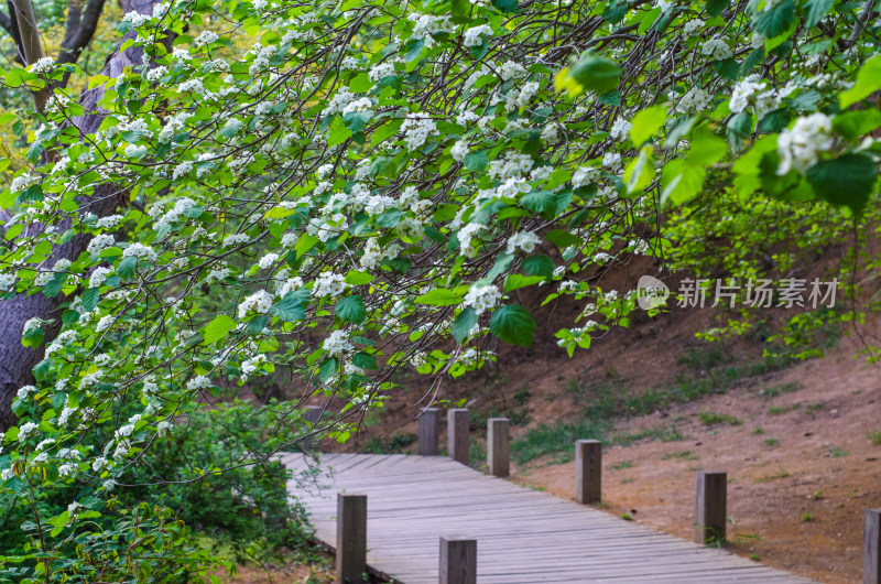 青岛中山公园夏日风光