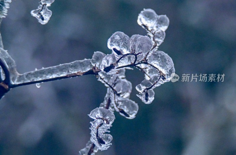 重庆酉阳：龙头山上冻雨“缀”美