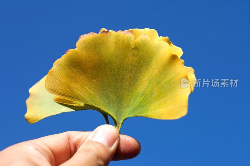 手持银杏叶对着天空