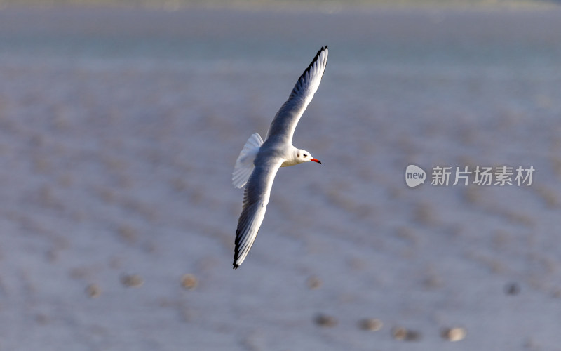 海鸥、红嘴鸥