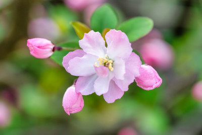 春天里的海棠花