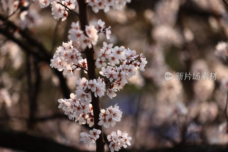 春天盛开的紫叶李特写