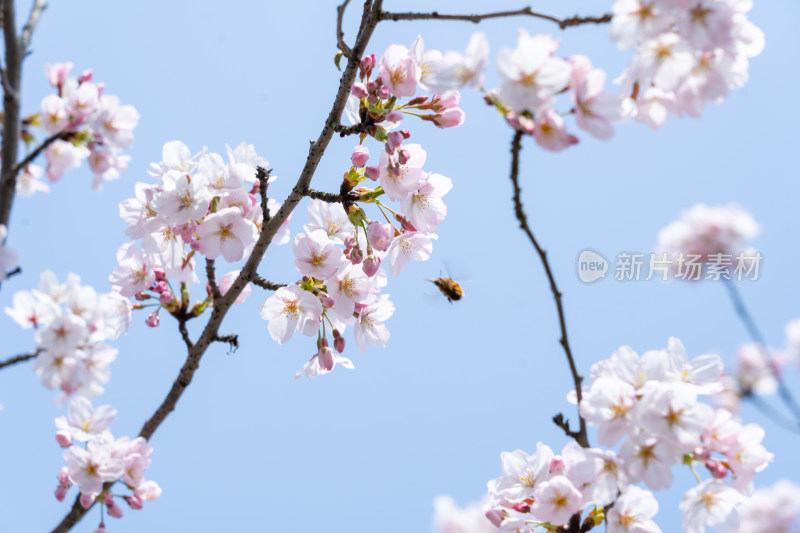 青岛中山公园樱花盛开的粉色樱花