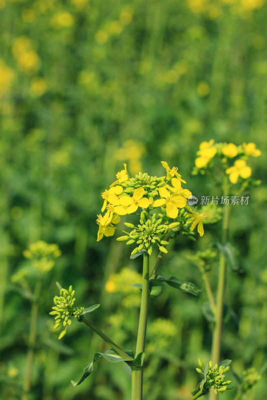 油菜花盛开