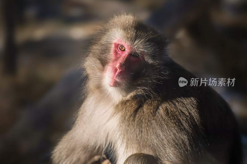 野生动物猴子