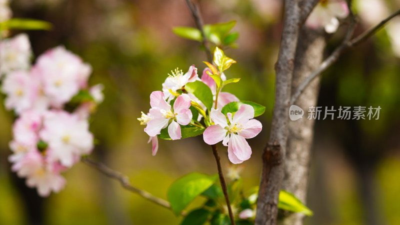 短暂花期最美瞬间