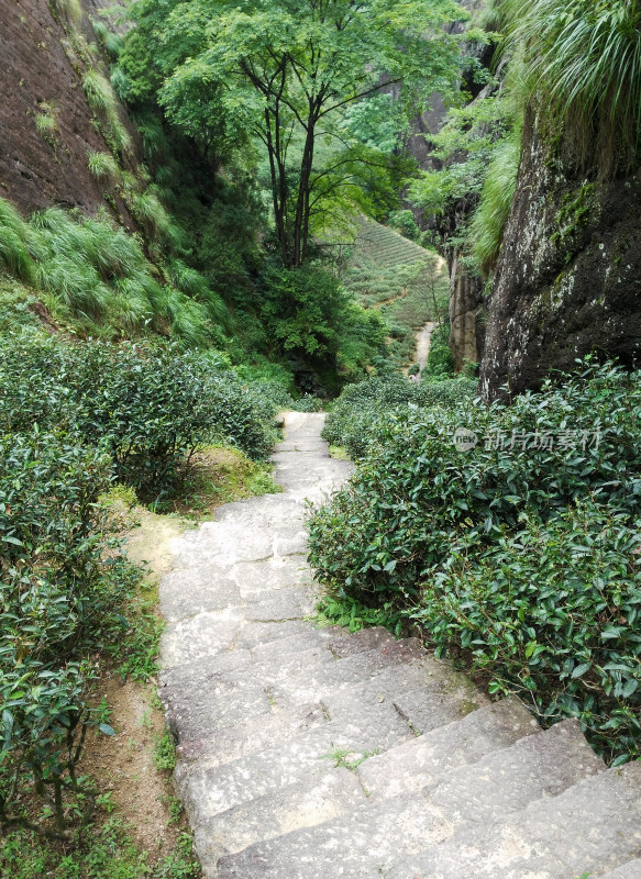 武夷山山间石板小径绿植环绕景象