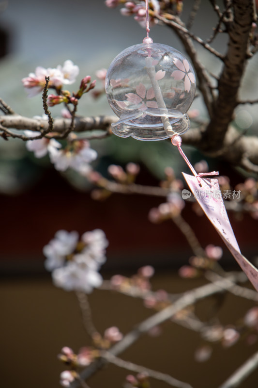 无锡鼋头渚景区春天樱花树下的风铃低语