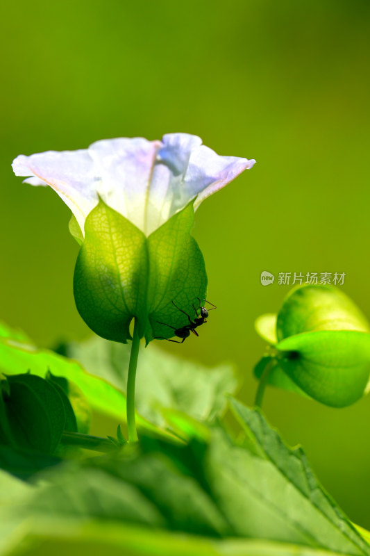 绿叶上的紫色花朵与蚂蚁