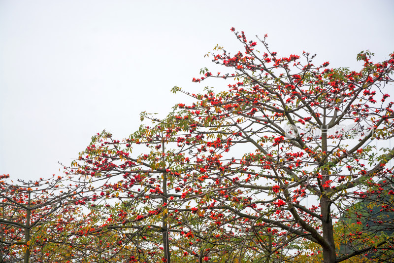 红色木棉花