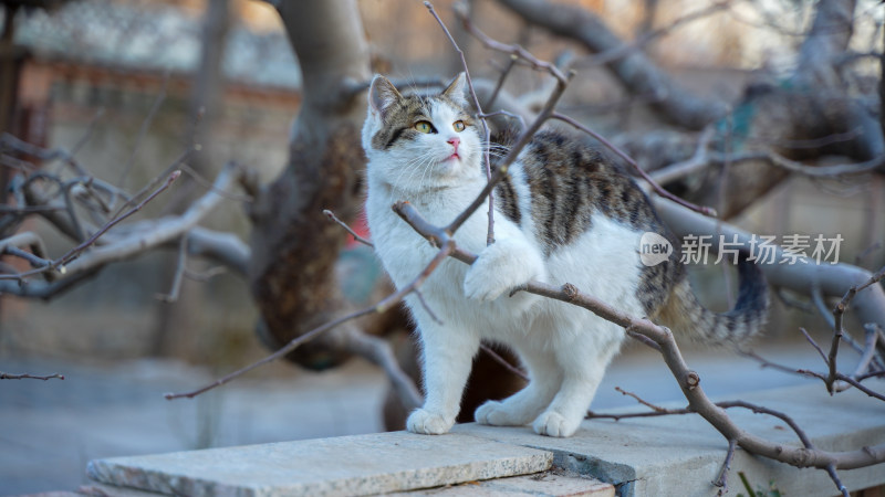 小猫走在路上扒拉树枝