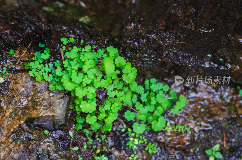 河南省洛阳白云山九龙潭小溪中的小草