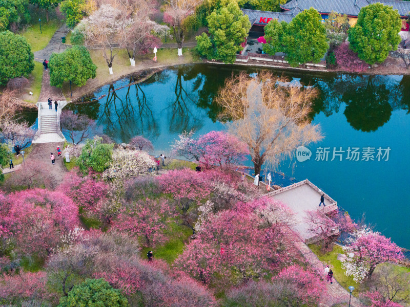 长沙橘子洲梅园梅花