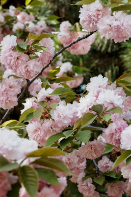 北京朝阳公园樱花