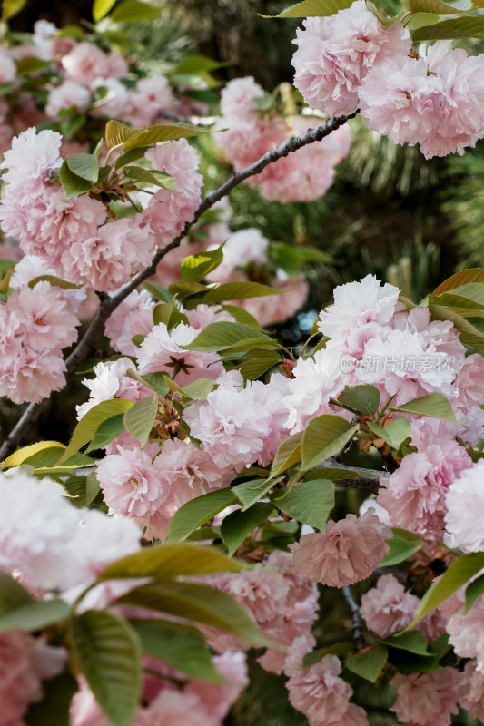 北京朝阳公园樱花