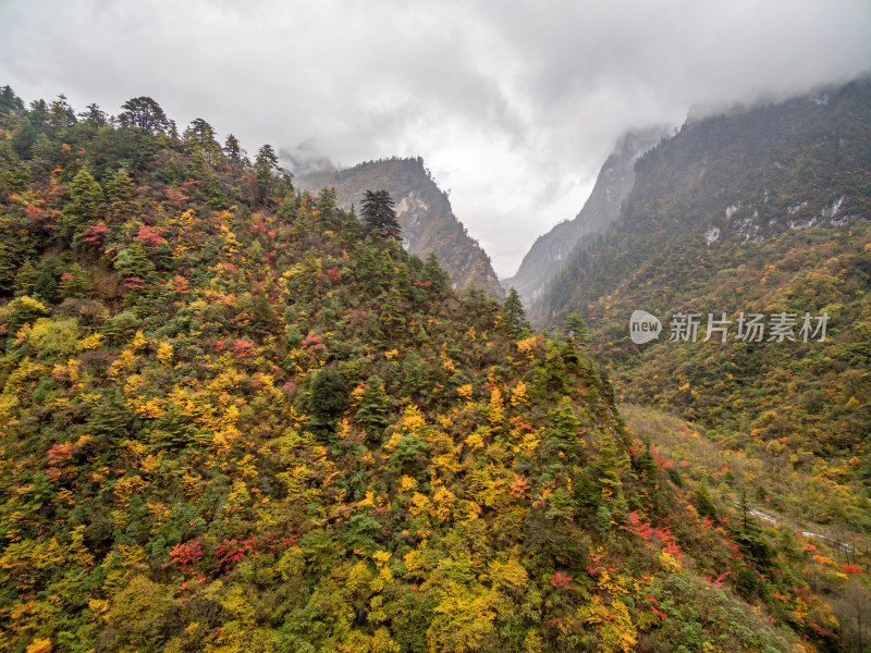 秋天树林云雾山峰