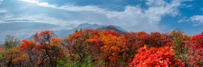 秋天红叶立秋重阳节自然风景山脉森林全景图