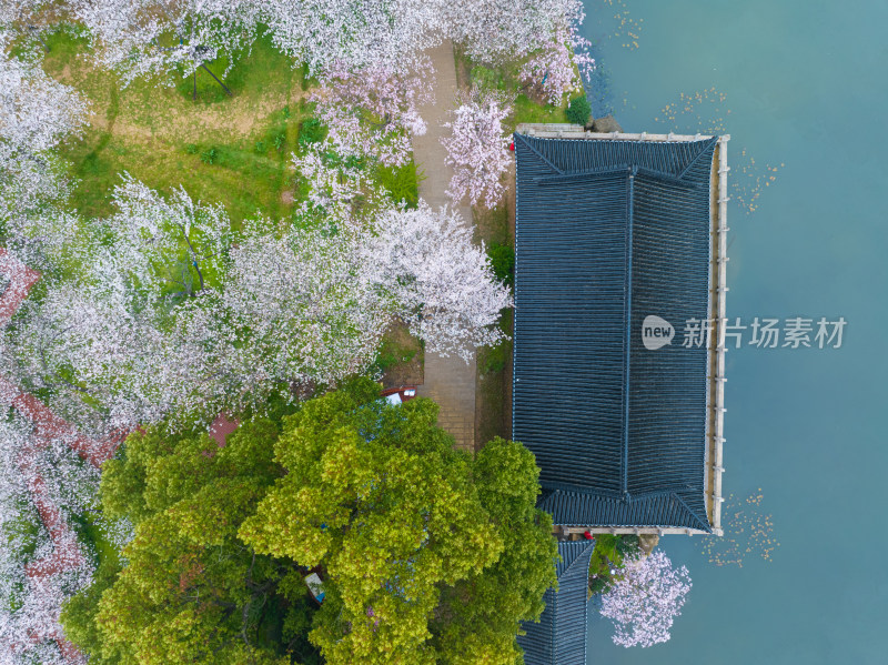 武汉东湖磨山樱花园樱花盛开