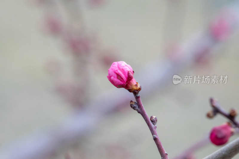 含苞待放的梅花