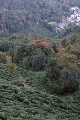 杭州龙井树十里锒铛茶园