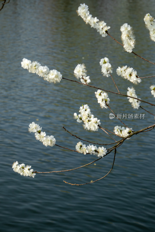 春天湖边蓝色湖面上绽放的白色桃花