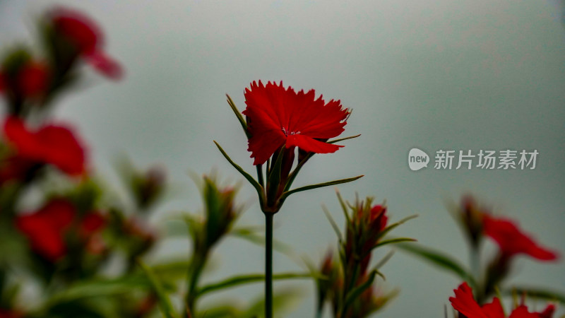 春天植物花草嫩芽摄影图