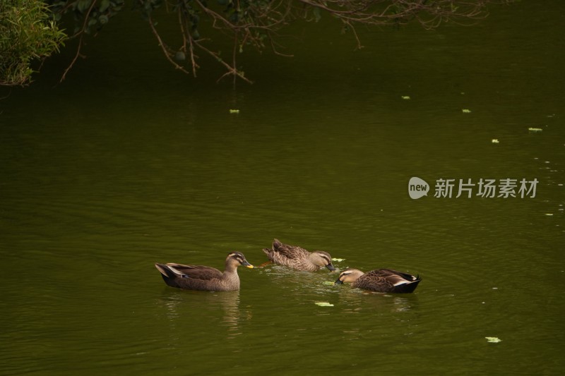 三只鸭子在水中嬉戏觅食的场景