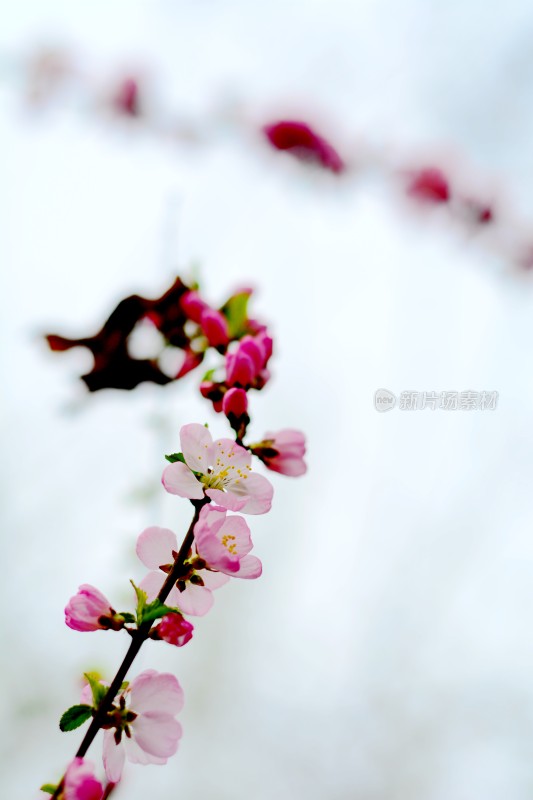 桃花花蕊花骨朵