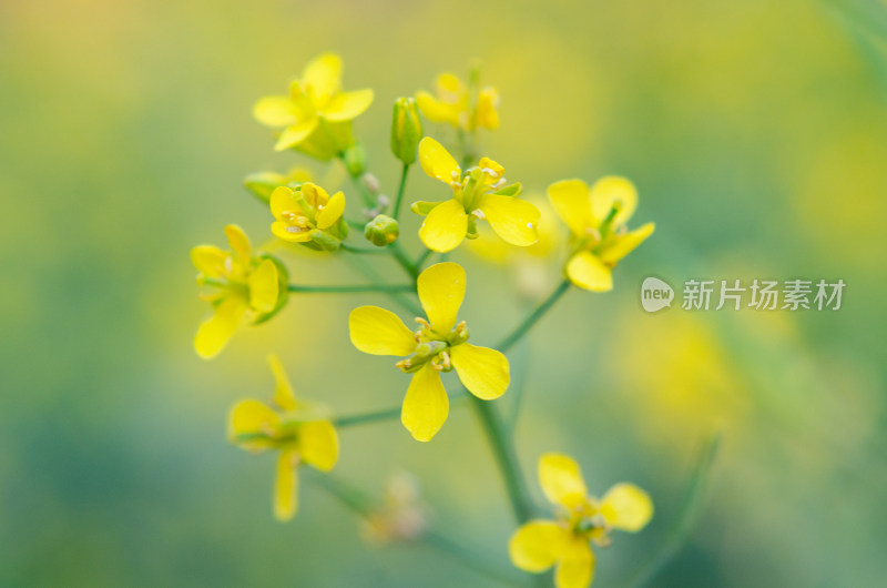 油菜花田中一株油菜花特写